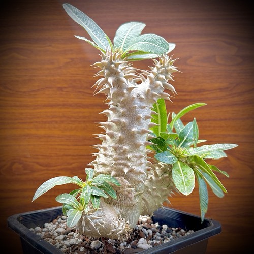 Rare pachypodium horombense - pachypodium,