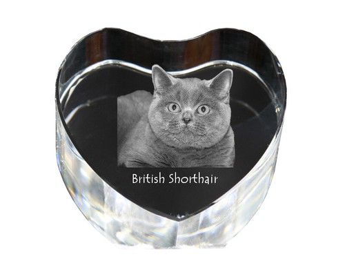 British shorthair cœur - cœur, de