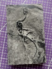 Reptile marin-Fossil de