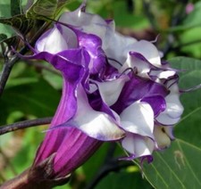 PURPLE Angel Trumpet Seedling, DOUBLE Petals Beautiful Pot Or  outdoor 6”+