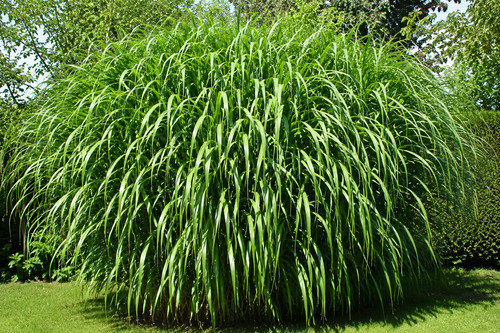Cenchrus purpureus 000 - 1,