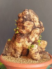 Bonsaï olivier 34 x 34 cm en pot plante sauvage arbre robuste majestueux 🙂 ?...