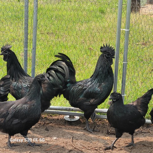 Fertile pure ayam cemani - 12+,