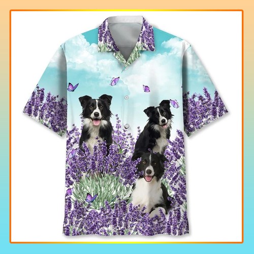 Border collie lavender hawaii - collie,