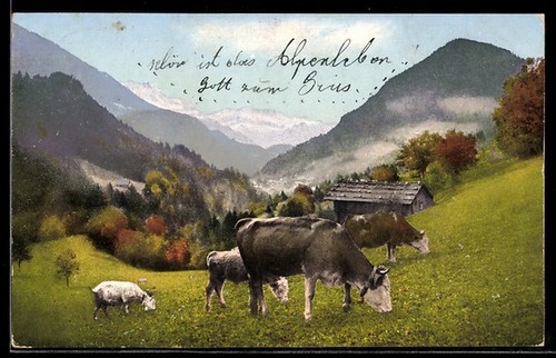 Carte postale bovins - , avec