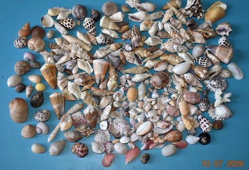 Coquillages collection de - coquillages,