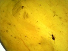 Ambre naturelle de Birmanie