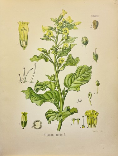Nicotiana rustica 1886