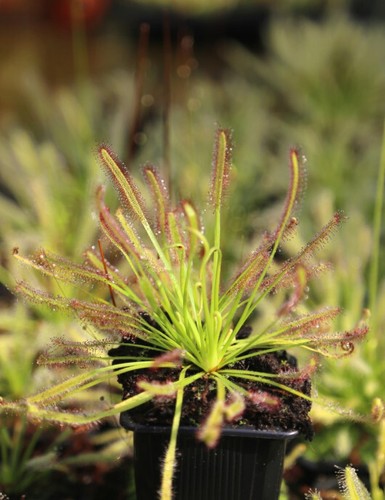 Drosera capensis plante - drosera, |