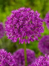 Ail d'ornement Allium " Purple Sensation " lot de 5 bulbes calibre 10/12