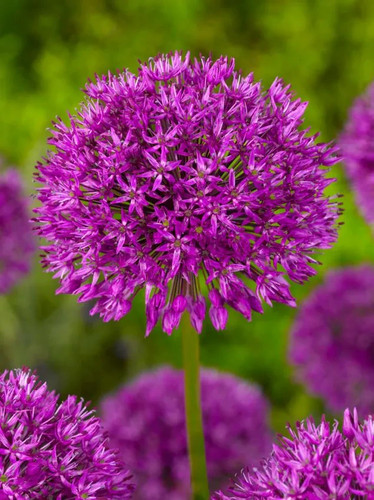 Ail ornement allium purple - ",