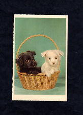 Postcard: dogs (puppies)
