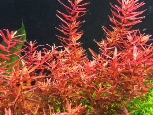 Rotala indica rotundifolia - rotala, indica/rotundifolia