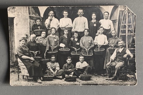 Carte photo ancienne - photo, recolte