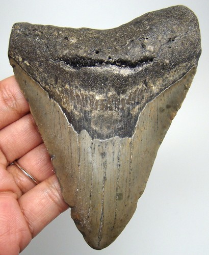 Megalodon shark tooth - megalodon,