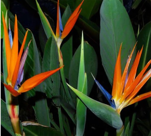 Strelitzia reginae 2 graines - :,