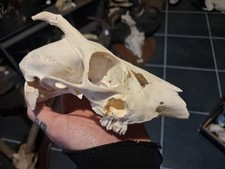 Crâne de chevreuil avec gros