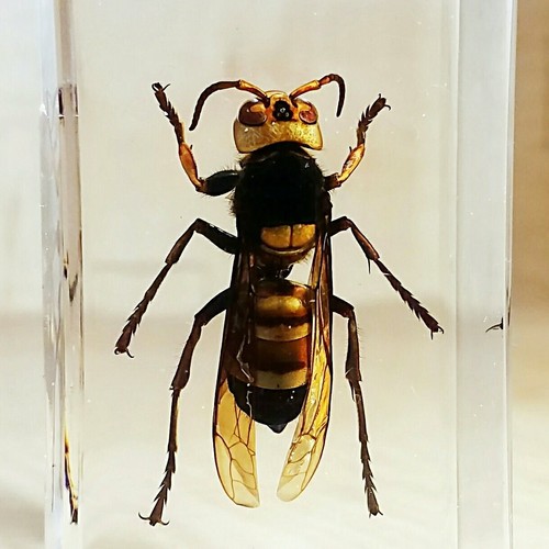 Giant asian hornet murder - hornet,,