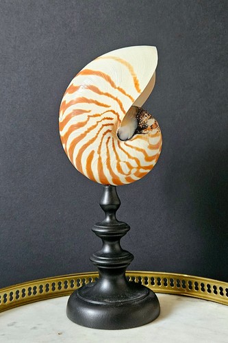 Nautile vintage socle bois - vintage,,