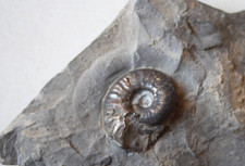 Fossile Ammonite du Toarcien
