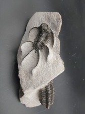 392g. Bloc A Cetararges Aries