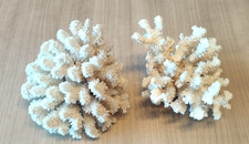 lot 2 coraux blancs anciens