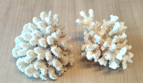 Lot coraux blancs - coraux,