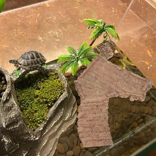 Plateforme pour tortue - plateforme,