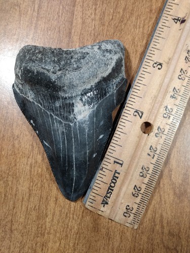 Megalodon natural shark tooth - natural,