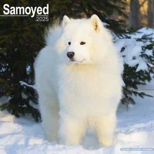 Calendrier 2025 -  SAMOYEDE