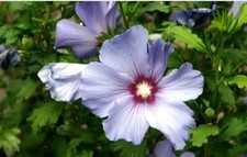 5 Graines d’Althéa