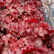 Forever Red  Heuchera Coral Bell 4'  in Pot