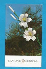 PIOUS IMAGE RELIC SAINT ANTHONY OF PADUA FABRIC TOUCH RELIQUARY LANGUAGE