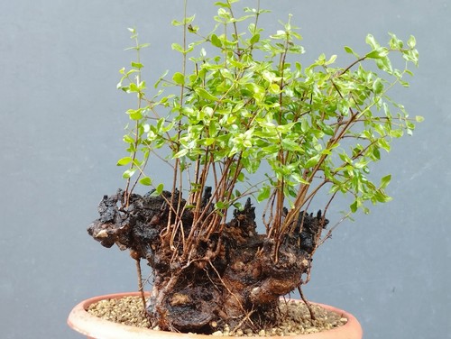 Bonsaï myrte 20 cm en - 38, x