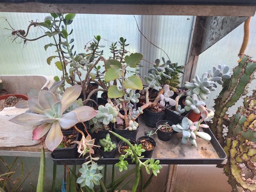 Succulentes set plantes - succulentes,