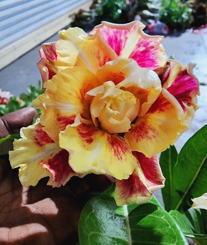 Adenium obesum desert - desert, "