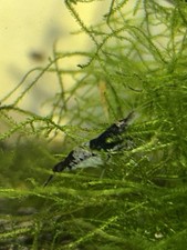 lot de 10+1 crevettes