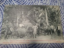 Old postcard INDOCHINA Promenade Buffles