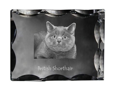 British shorthair cadre - british,