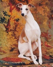 Poster Affiche - LIFE Whippet