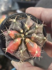 Gymnocalycium "MOON ARROW"
