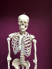 Reproduction Skelette Humain