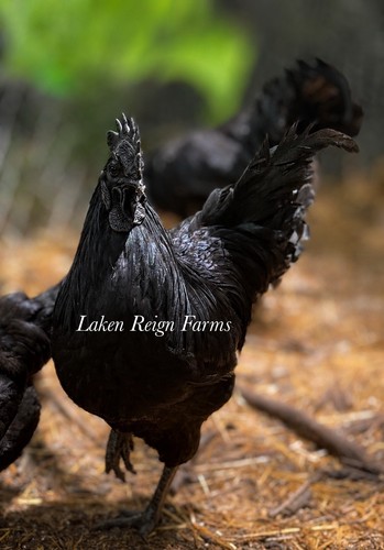 Ayam cemani hatching eggs - 6,