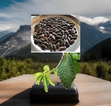 100 Soursop Seeds Graviola (Annona Muricata) Guanabana