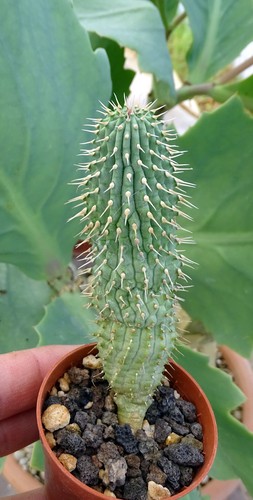 Hoodia ruschii stapelia - hoodia,