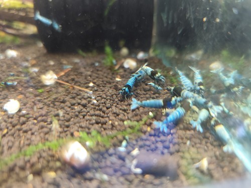 Crevettes caridina mosura - crevettes, blue