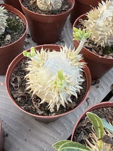Pachypodium brevicaule - , ×