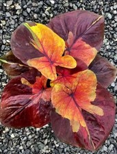 AUTHENTIC Caladium  Sunset Sky 1 bulbs