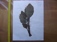 Annees 50 PLANCHE d'HERBIER du Gard Herbarium Planche Naturelle 33
