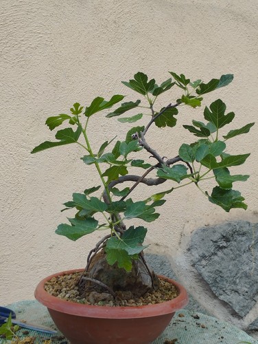 Bonsaï ficus cm - bonsaï,